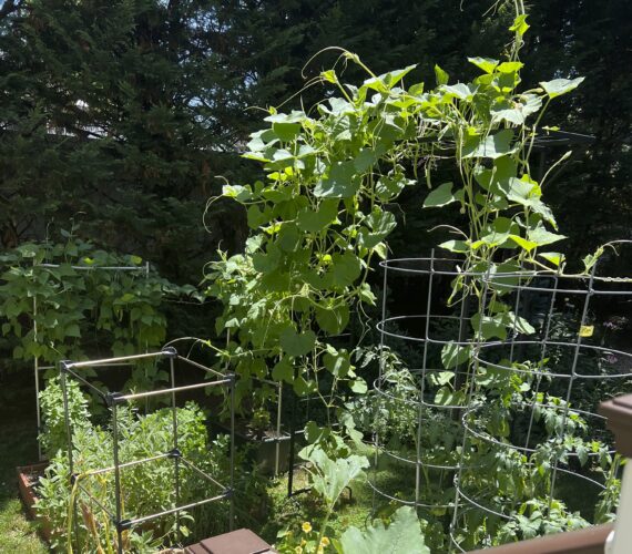 Transform your tiny garden into  a lush haven with these creative tips
